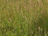 NL, Gelderland, Berg en Dal, De Bruuk 199, Saxifraga-Hans Boll