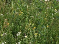 NL, Gelderland, Berg en Dal, De Bruuk 20, Saxifraga-Hans Boll