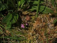 NL, Gelderland, Berg en Dal, De Bruuk 202, Saxifraga-Hans Boll