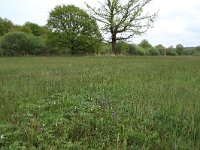 NL, Gelderland, Berg en Dal, De Bruuk 29, Saxifraga-Hans Boll