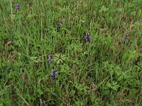 NL, Gelderland, Berg en Dal, De Bruuk 31, Saxifraga-Hans Boll