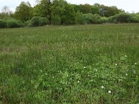 NL, Gelderland, Berg en Dal, De Bruuk 35, Saxifraga-Hans Boll