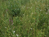 NL, Gelderland, Berg en Dal, De Bruuk 40, Saxifraga-Hans Boll