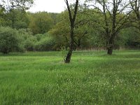 NL, Gelderland, Berg en Dal, De Bruuk 42, Saxifraga-Hans Boll