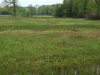 NL, Gelderland, Berg en Dal, De Bruuk 50, Saxifraga-Hans Boll