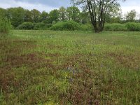 NL, Gelderland, Berg en Dal, De Bruuk 51, Saxifraga-Hans Boll