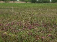 NL, Gelderland, Berg en Dal, De Bruuk 75, Saxifraga-Hans Boll