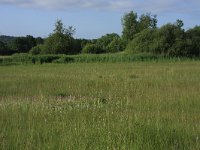 NL, Gelderland, Berg en Dal, De Bruuk 8, Saxifraga-Hans Boll