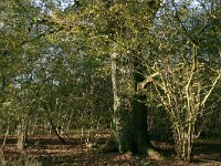 NL, Gelderland, Berg en Dal, Erlecom 2, Saxifraga-Hans Boll