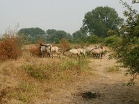 NL, Gelderland, Berg en Dal, Groenlanden 2, Saxifraga-Hans Boll