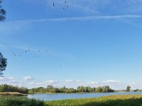 NL, Gelderland, Berg en Dal, Millingerwaard 22, Saxifraga-Tom Heijnen