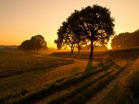 back lit trees during sunrise  back lit trees along a track during sunrise : Netherlands, SHADOW, agrarische, agricultural, agriculture, atmosphere, back, beauty, biotoop, bomen, boom, color, colorful, country, countryside, creatief, creative nature, dageraad, dawn, daybreak, dusk, dutch, environment, farm, farmland, field, fog, foggy, geel, gelderland, gloed, gloeiend, glow, glowing, gras, grass, green, groen, groesbeek, haze, hazy, hemel, heuvel, heuvels, hill, hills, holland, horizon, kant, kleur, kleurrijk, land, landbouw, landbouwgrond, landelijk, landscape, landschap, licht, lit, milieu, mist, mistig, misty, mood, morning, mysterieus, mysterious, mystic, mystical, mystiek, mystieke, natural, nature, natuur, natuurlijk, natuurlijke, nederland, nederlands, nederrijk, nevel, nevelig, niemand, nobody, non-urban, ochtend, ochtendgloren, omgeving, opkomst, orange, oranje, pasture, platteland, rudmer zwerver, ruraal, rural, scene, scenery, scenic, schaduw, schaduwen, schemering, schoonheid, scène, serene, sfeer, shade, shades, side, silhouet, silhouette, silhouetted, sky, stemming, summer, sundown, sunrise, sunset, tegenlicht, tree, uitzicht, upcoming, veld, view, wazig, weide, yellow, zomer, zonsondergang, zonsopgang