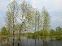 NL, Gelderland, Berg en Dal, Ooypolder 1, Saxifraga-Harry van Oosterhout