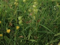 NL, Gelderland, Brummen, Cortenoever 1, Saxifraga-Hans Boll