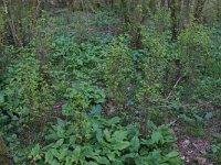 NL, Gelderland, Brummen, Cortenoever 113, Saxifraga-Hans Boll