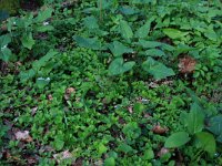 NL, Gelderland, Brummen, Cortenoever 117, Saxifraga-Hans Boll