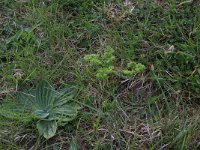 NL, Gelderland, Brummen, Cortenoever 120, Saxifraga-Hans Boll