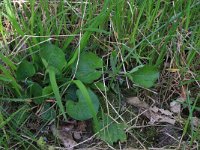 NL, Gelderland, Brummen, Cortenoever 124, Saxifraga-Hans Boll