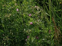 NL, Gelderland, Brummen, Cortenoever 19, Saxifraga-Hans Boll