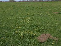 NL, Gelderland, Brummen, Cortenoever 38, Saxifraga-Hans Boll