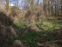 NL, Gelderland, Brummen, Cortenoever 62, Saxifraga-Hans Boll