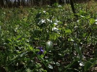 NL, Gelderland, Brummen, Cortenoever 64, Saxifraga-Hans Boll