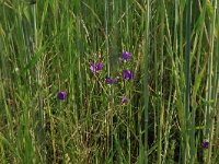 NL, Gelderland, Brummen, Cortenoever 7, Saxifraga-Hans Boll