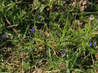 NL, Gelderland, Brummen, Cortenoever 74, Saxifraga-Hans Boll