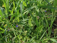 NL, Gelderland, Brummen, Cortenoever 75, Saxifraga-Hans Boll