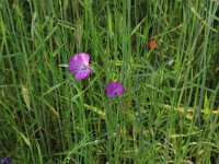 NL, Gelderland, Brummen, Cortenoever 9, Saxifraga-Hans Boll