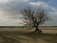 NL, Gelderland, Harderwijk, Beekhuizerzand 10, Saxifraga-Jan Nijendijk