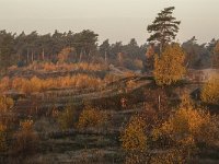 NL, Gelderland, Harderwijk, Beekhuizerzand 14, Saxifraga-Luuk Vermeer