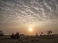 NL, Gelderland, Harderwijk, Beekhuizerzand 25, Saxifraga-Luuk Vermeer