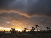 NL, Gelderland, Harderwijk, Beekhuizerzand 28, Saxifraga-Luuk Vermeer