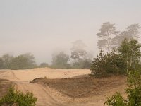 NL, Gelderland, Harderwijk, Beekhuizerzand 30, Saxifraga-Luuk Vermeer