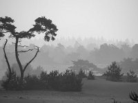 NL, Gelderland, Harderwijk, Beekhuizerzand 34, Saxifraga-Luuk Vermeer