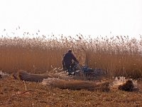 Rietmaaien  Rietmaaien Wolderwijd kust