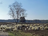 Schaapskudde Heerde #C0163  Schaapskudde bij de schaapskooi van Heerde : Schaapskudde, Heerde