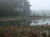 NL, Gelderland, Heumen, Overasseltsche en Hatertsche vennen 1, Saxifraga-Hans Boll