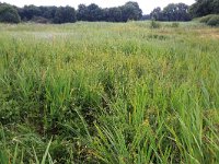 NL, Gelderland, Heumen, Overasseltsche en Hatertsche vennen 127, Saxifraga-Hans Boll