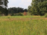 NL, Gelderland, Heumen, Overasseltsche en Hatertsche vennen 128, Saxifraga-Hans Boll