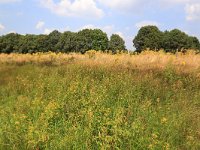 NL, Gelderland, Heumen, Overasseltsche en Hatertsche vennen 142, Saxifraga-Hans Boll