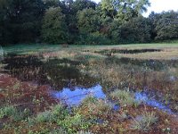 NL, Gelderland, Heumen, Overasseltsche en Hatertsche vennen 15, Saxifraga-Hans Boll