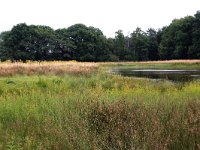 NL, Gelderland, Heumen, Overasseltsche en Hatertsche vennen 154, Saxifraga-Hans Boll