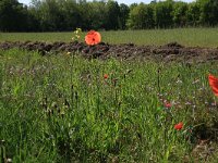 NL, Gelderland, Heumen, Overasseltsche en Hatertsche vennen 163, Saxifraga-Hans Boll