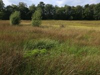 NL, Gelderland, Heumen, Overasseltsche en Hatertsche vennen 171, Saxifraga-Hans Boll