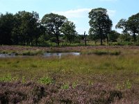 NL, Gelderland, Heumen, Overasseltsche en Hatertsche vennen 192, Saxifraga-Hans Boll