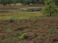 NL, Gelderland, Heumen, Overasseltsche en Hatertsche vennen 198, Saxifraga-Hans Boll