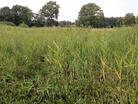 NL, Gelderland, Heumen, Overasseltsche en Hatertsche vennen 204, Saxifraga-Hans Boll