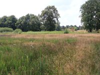 NL, Gelderland, Heumen, Overasseltsche en Hatertsche vennen 207, Saxifraga-Hans Boll